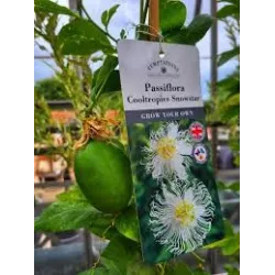 Kvapioji pasiflora - Passiflora edulis