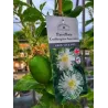 Passiflora incarnata Cooltropics® SMOWSTAR®