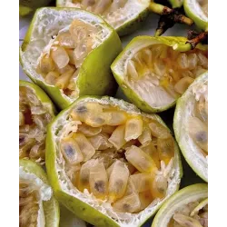 Kvapioji pasiflora - Passiflora edulis