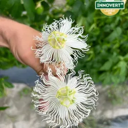Passiflora incarnata Cooltropics® SMOWSTAR®