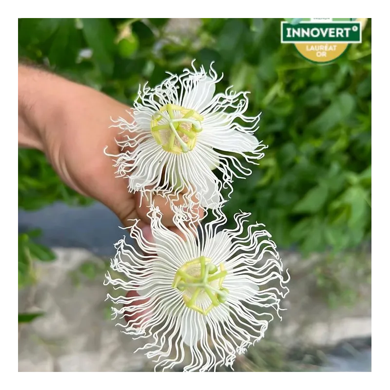 Kvapioji pasiflora - Passiflora edulis