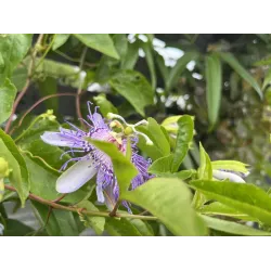 Passiflora incarnata Cooltropics® EIA POPEIA®