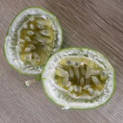 Passiflora incarnata Cooltropics® EIA POPEIA®