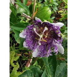 Passiflora incarnata Cooltropics® EIA POPEIA®