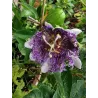 Passiflora incarnata Cooltropics® EIA POPEIA®