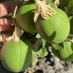 Passiflora incarnata Cooltropics® EIA POPEIA®