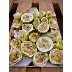 Passiflora incarnata Cooltropics® EIA POPEIA®