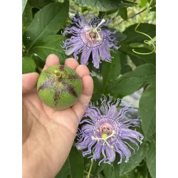 Passiflora incarnata Cooltropics® EIA POPEIA®