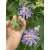 Kvapioji pasiflora - Passiflora edulis