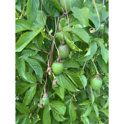 Passiflora incarnata Cooltropics® EIA POPEIA®