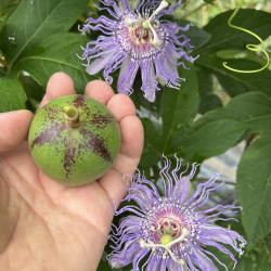 Kvapioji pasiflora - Passiflora edulis