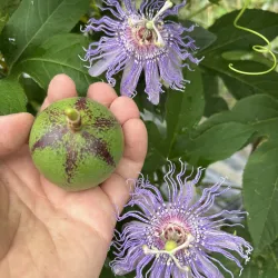 Passiflora incarnata Cooltropics® EIA POPEIA®