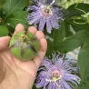 Passiflora incarnata Cooltropics® EIA POPEIA®