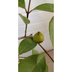 Žemuoginė guava - Psidium litoralis