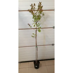 Žemuoginė guava - Psidium litoralis