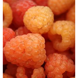 Rubus ideaus All Gold