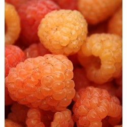 Aviečių sodinukai vazonuose internetu su pristatymu į namus visoje Lietuvoje