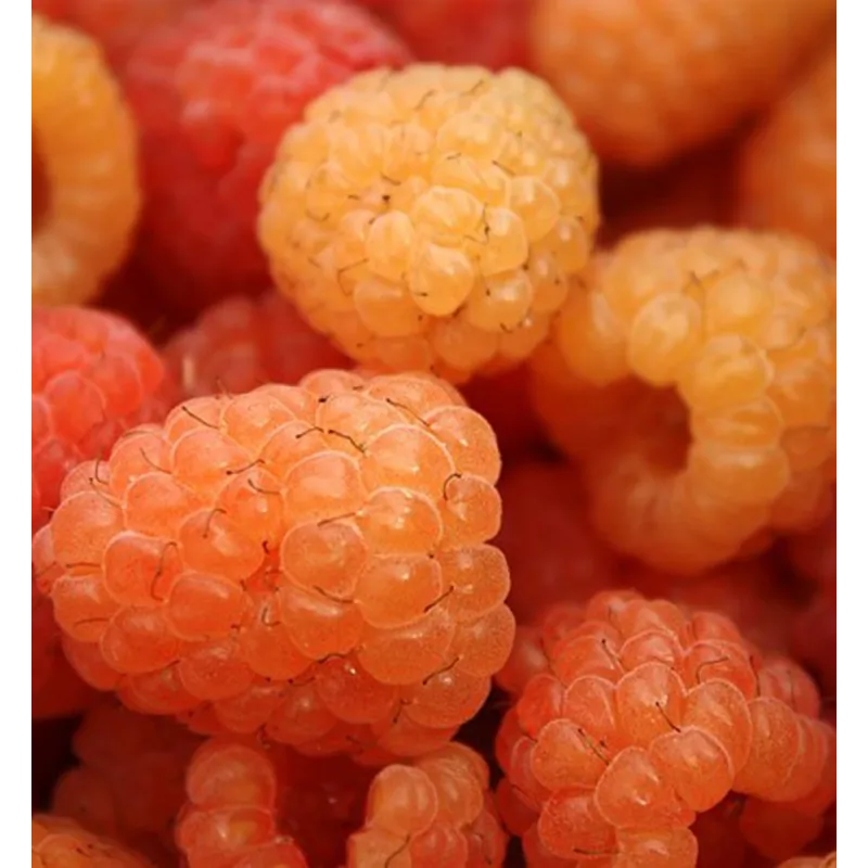 Aviečių sodinukai vazonuose internetu su pristatymu į namus visoje Lietuvoje