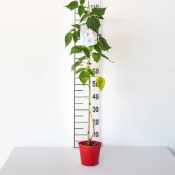 Aviečių sodinukai vazonuose internetu su pristatymu į namus visoje Lietuvoje