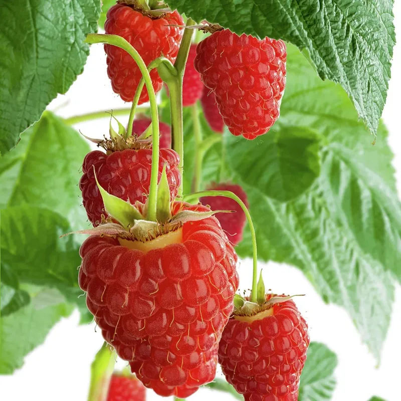 Paprastoji avietė Yummy su pristatymu į namus