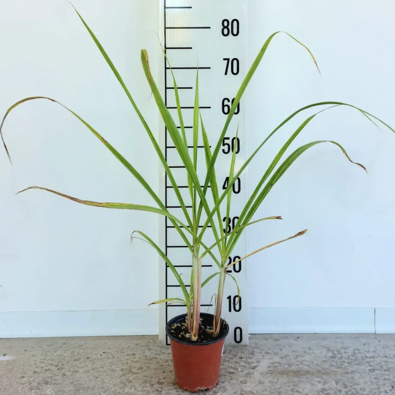 Cukrašvendrė - Saccharum officinarum