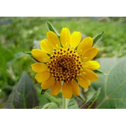 Smallanthus sonchifolius