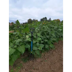 Smallanthus sonchifolius