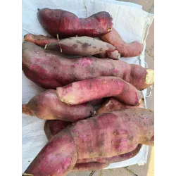 Smallanthus sonchifolius