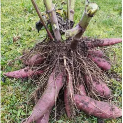 Verpstinas - Smallanthus sonchifolius INKA