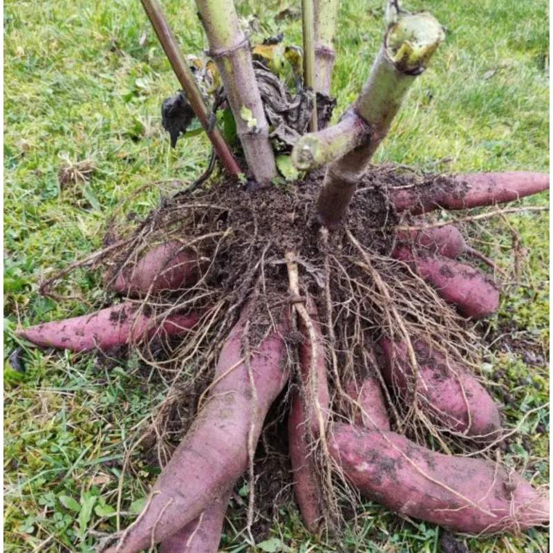 Smallanthus sonchifolius