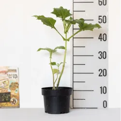 Smallanthus sonchifolius