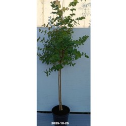 Eukaliptas - Eucalyptus stuartiana