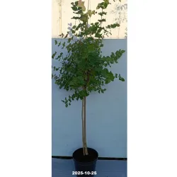 Eukaliptas - Eucalyptus stuartiana