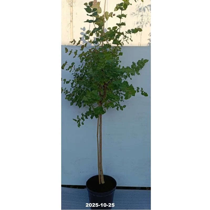 Eukaliptas - Eucalyptus stuartiana