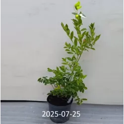 Aukštųjų šilauogių Jersey sodinukai su pristatymu į namus