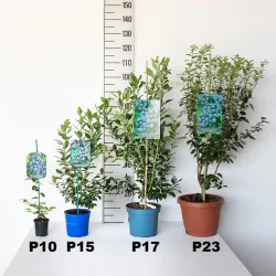 Aukštoji šilauogė (ankstyva) - Vaccinium corymbosum NEW HANNOVER