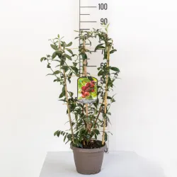 Aukštoji šilauogė - Vaccinium corymbosum PINK BERRY