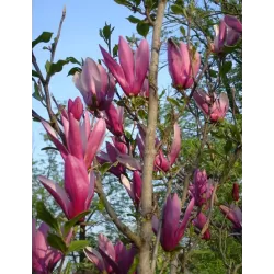 Lelijažiedė magnolija - Magnolia liliiflora NIGRA