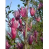 Lelijažiedė magnolija - Magnolia liliiflora NIGRA