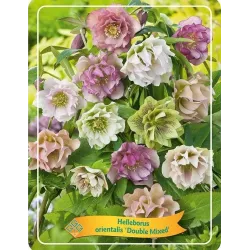 Čėras (eleboras) - Helleborus orientalis MAGIC WHITE