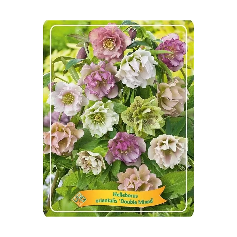 Čėras (eleboras) - Helleborus orientalis MAGIC WHITE