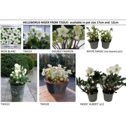 Čėras (eleboras) - Helleborus orientalis MAGIC WHITE