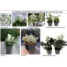 Čėras (eleboras) - Helleborus orientalis MAGIC WHITE