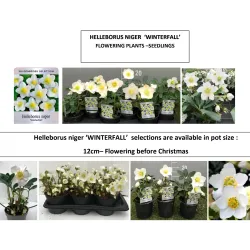 Čėras (eleboras) - Helleborus orientalis MAGIC WHITE