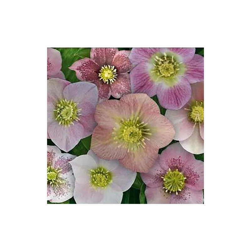 Helleborus orientalis MAGIC PINK