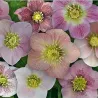 Helleborus orientalis MAGIC PINK