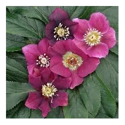 Helleborus orientalis MAGIC RED