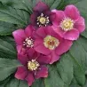Helleborus orientalis MAGIC RED