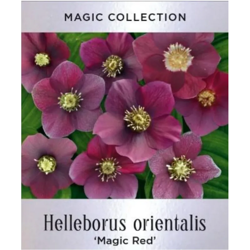 Helleborus orientalis MAGIC RED