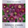 Helleborus orientalis MAGIC RED